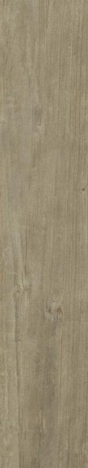  Quercus Antico