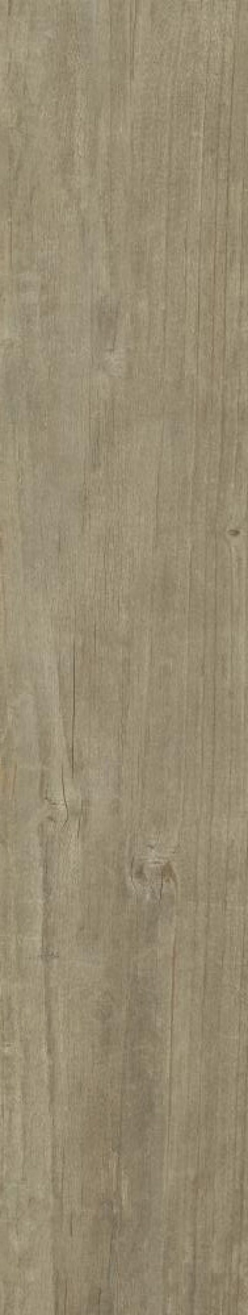  Quercus Antico
