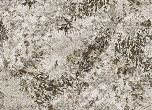  MN627BP261206 Frozen Fox Polished